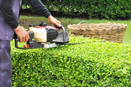 Hedge shrub trimming removal