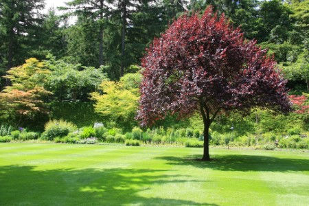 Small tree pruning thinning planting