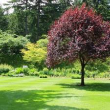 Small tree pruning thinning planting