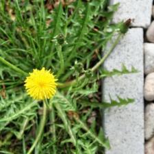 Weed barrier installation