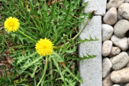 Weed barrier installation