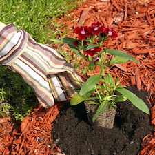 Mulch, Stone, or Decorative Rock: Which Is Best Around Your Home?