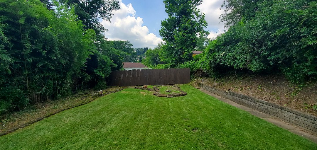 Backyard overgrowth clean up in Braddock, Pa