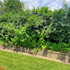Backyard-overgrowth-clean-up-in-Braddock-Pa 1