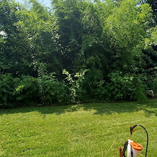Backyard-overgrowth-clean-up-in-Braddock-Pa 0