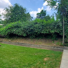 Backyard-overgrowth-clean-up-in-Braddock-Pa 3