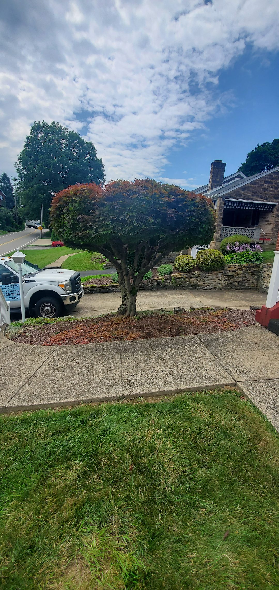 Tree pruning and shaping in Munhall, Pa