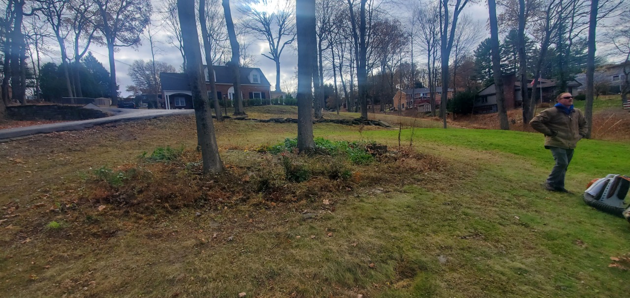 Two acre monster leaf clean up in Bethel Park, Pa