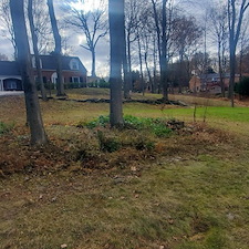 Two acre monster leaf clean up in Bethel Park, Pa