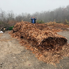 Two-acre-monster-leaf-clean-up-in-Bethel-Park-Pa 1