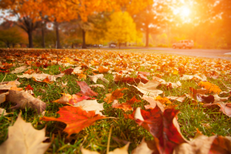 Leaf removal